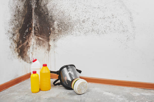 Best Crawl Space Mold Removal  in Estero, FL
