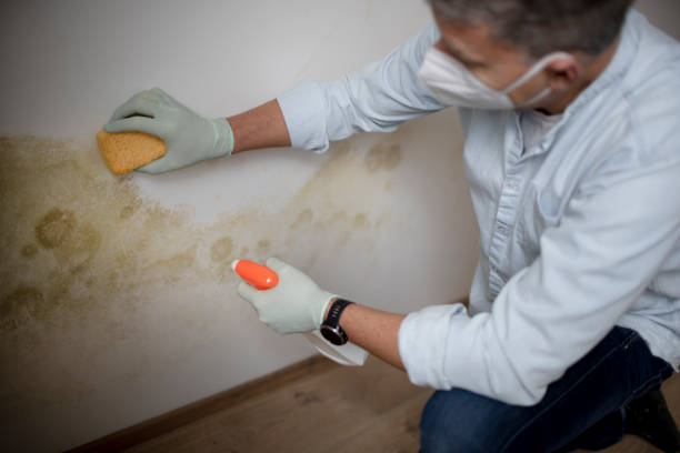 Best Fast Mold Removal  in Estero, FL