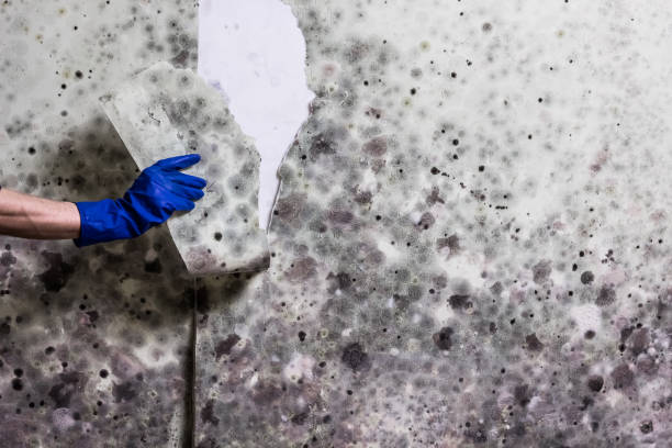 Best Emergency Mold Removal  in Estero, FL